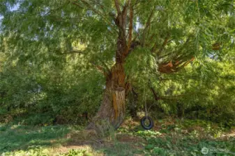 Classic tree swing with tire seat—fun for all ages!