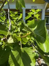 fig tree out front