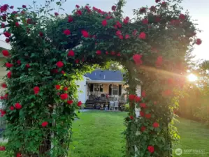 Climbing rose arch when in season