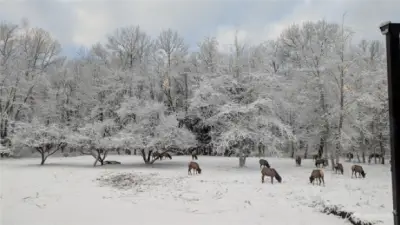 Imagine elk as a backdrop as you are cooking or having chilling inside by the fireplace
