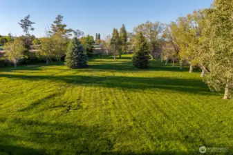 What an amazing yard
