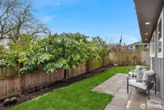 Backyard and patio. Fenced and all yours!