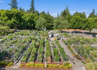 Community pea patch for gardening enthusiasts.