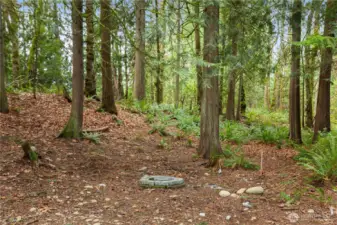 Private enchanted forest and firepit.