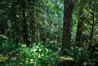 Lush evergreens.