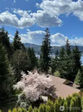 Cherry blossom in the backyard.