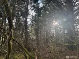 10,000 square foot lot on the west side!  Walk to the beach!