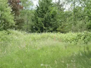 Interior of the property near the eastern property line.