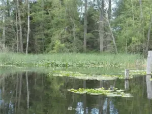 View of property's lake frontage from the dock.