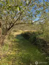 Trail