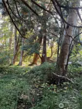 Enchanted Forest