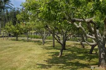Mature fruit trees