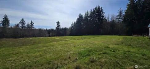 Great grass for grazing in the fenced pasture
