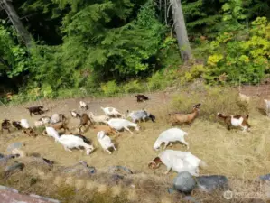 Wide retaining wall surface behind the backyard fence. Each summer, young families especially enjoy the seasonal treat of goats grazing below the backyard — a fun and eco-friendly way of mowing the grass.