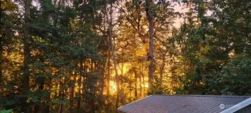 Owner inspired photo of the sunset through the foliage.
