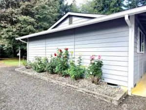 Rose bed with drip system