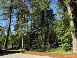 Wooded Site