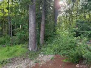 Native Growth Trees
