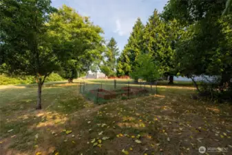 Backyard with raised garden beds and fruit trees