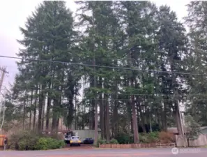 Roadside view showing the mature timber