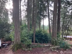 another view of trees