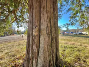 Sizable cedars throughout.