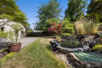 Back yard