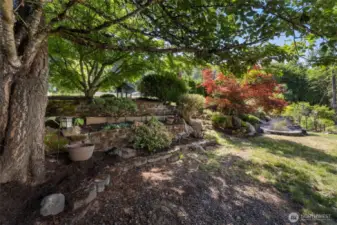 Back yard