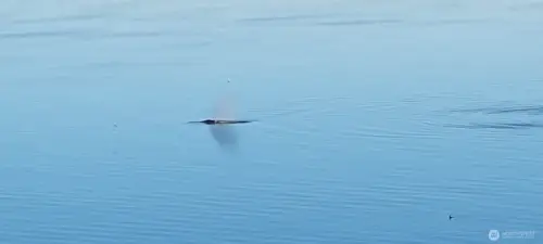 Whale watch from your deck