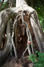 Fairy tree, according to the sellers' kids