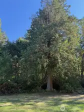 Beginning of property showing various trees (cedar).