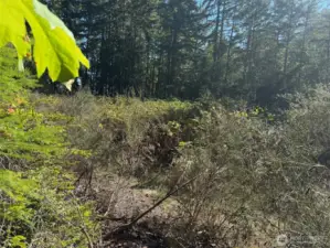 Large cleared area, blackberries only.
