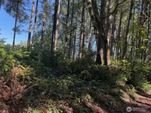 Marketable timber or simply a view of nature.