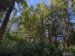 Mixture of trees including madrona.