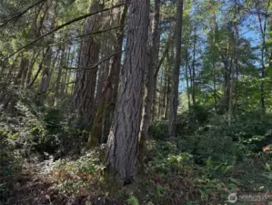 These are big fir trees.