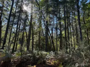 Sun shining through the fir trees onto ferns.