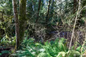 So much nature to appreciate with natural landscapes and a flowing creek