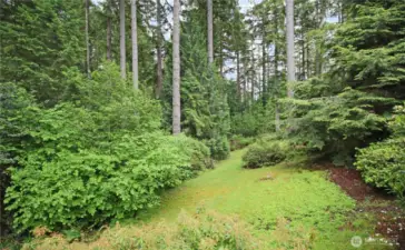 Back yard.