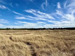 The dunes leading up the the ocean