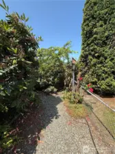 Side yard fruit trees galore