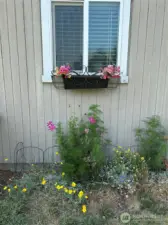 Lots of flowers