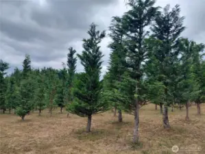 Trees planted by Seller