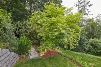 Secret path to the woods. Mature Japanese Maple welcomes you and provides a delicate touch of color.