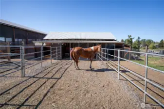 One of several outdoor sections of the paddocks.