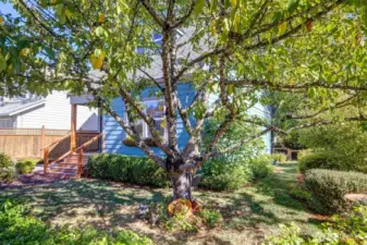 Nice corner lot gives plenty of space for gardening and play.