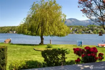 Beautiful Weeping Willow tree along shoreline.