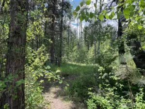 River trail, wildlife and nature.