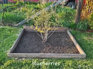 Harvest your own blueberries,raspberries, strawberries, pears & peaches!  Start your own garden, so many possibilities await you!