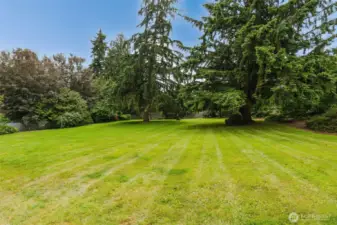 Open Grass Area