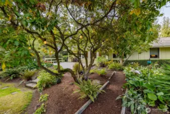 Mature, well-tended trees and shrubs have been shaped to facilitate privacy, views, and access to the gardens.